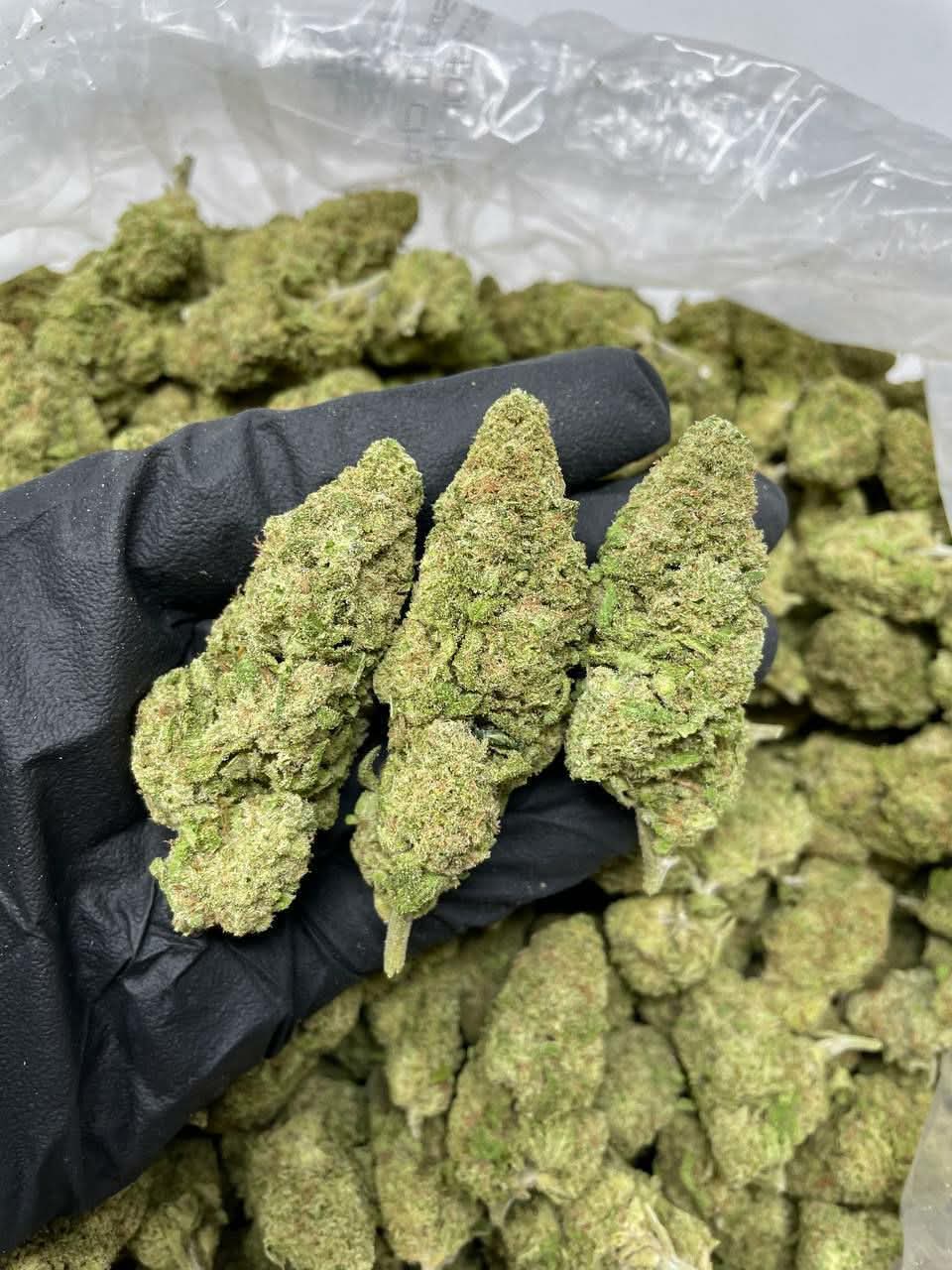 5cfe5171-df20-41a7-a55b-336d51be31ae.jpg Skunk Fleur Dense Résineuse